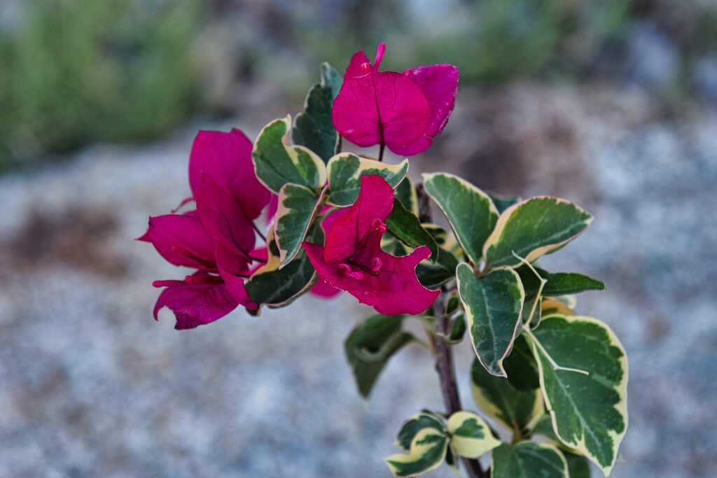 5 6 Varigated leave Bougainvillea by sandlily