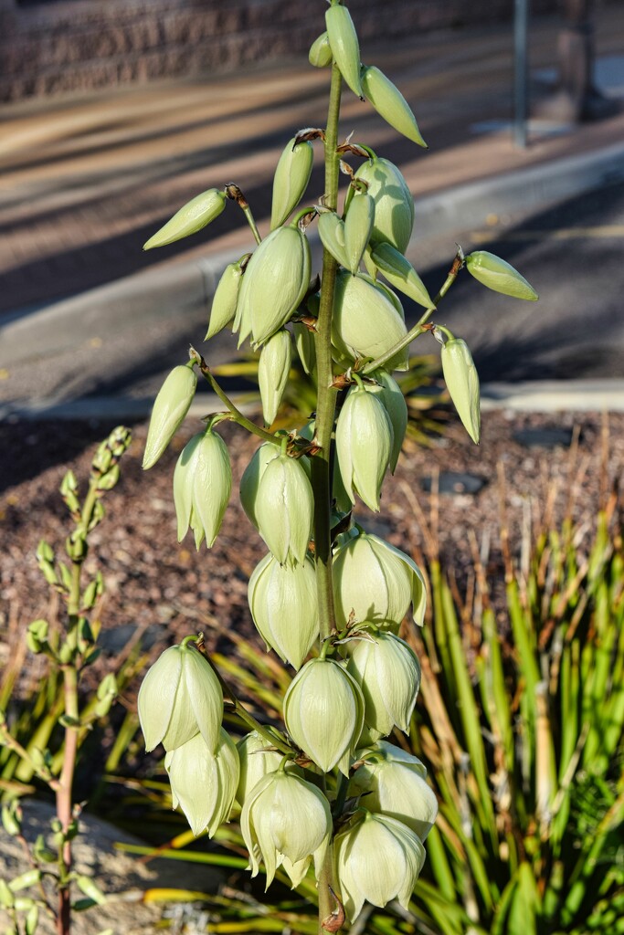 5 6 Starting to Bloom Yucca by sandlily
