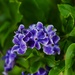 5 6 Purple flowers