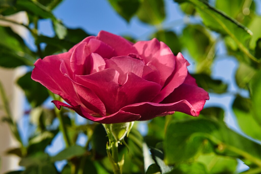 5 6 Pink Rose by sandlily