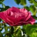 5 6 Pink Rose