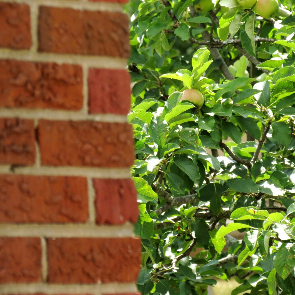 Red Bricks and Green Apples by grammyn