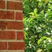 Red Bricks and Green Apples