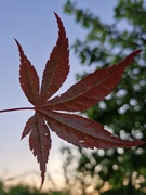 7th May 2024 - Acer Leaf 