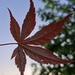 Acer Leaf 