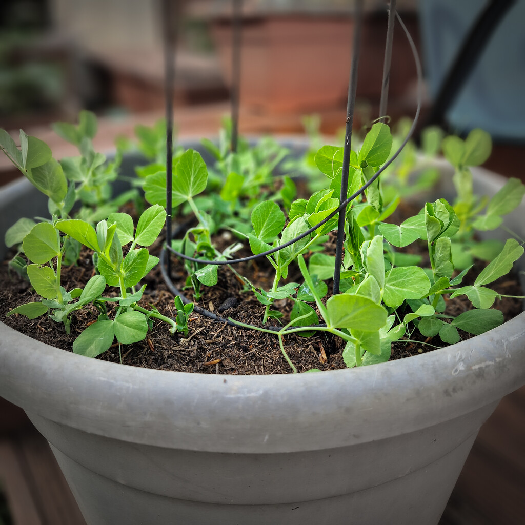 The peas are doing well by andyharrisonphotos