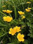 7th May 2024 - Buttercups