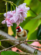 7th May 2024 - Goldfinch