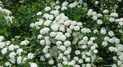 7th May 2024 - Closeup Birch leaf spirea