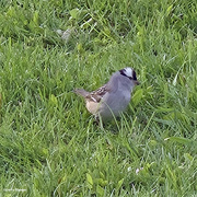 7th May 2024 - White Crowned Sparrow