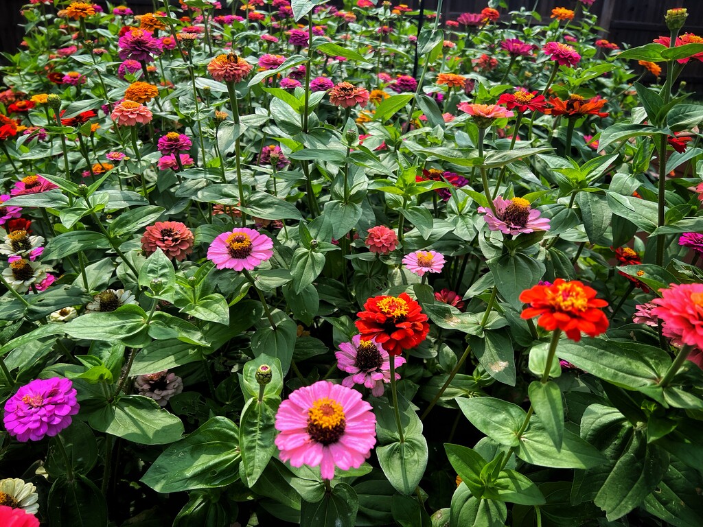 The Zinnia Patch by dkellogg