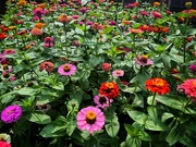 7th May 2024 - The Zinnia Patch