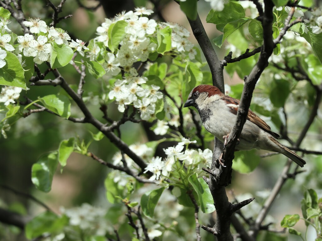 A Sparrow in a Pear Tree by 365projectorgheatherb