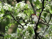 7th May 2024 - A Sparrow in a Pear Tree