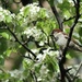 A Sparrow in a Pear Tree