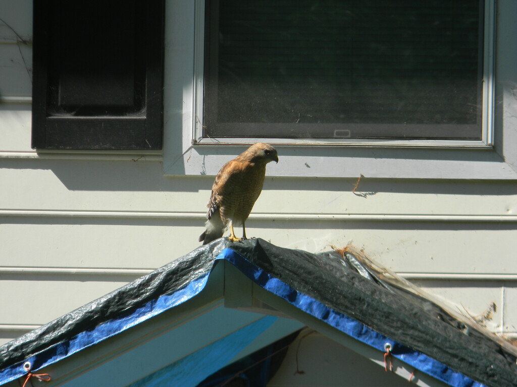 Hawk on Neighbor's House  by sfeldphotos