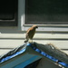 Hawk on Neighbor's House 