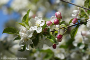 7th May 2024 - Apple Blossoms