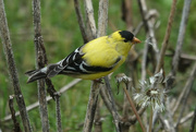 7th May 2024 - goldfinch eating dandelion seeds