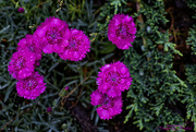 3rd May 2024 - Dianthus