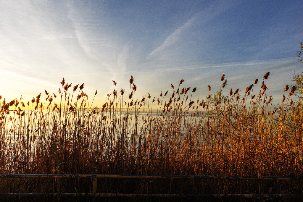 Lakeside Sunrise Grasses by pdulis