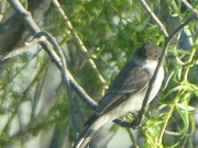 7th May 2024 - Eastern Phoebe