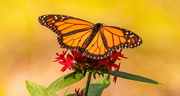 7th May 2024 - Monarch Butterfly!