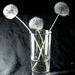 Common Dandelion by allsop