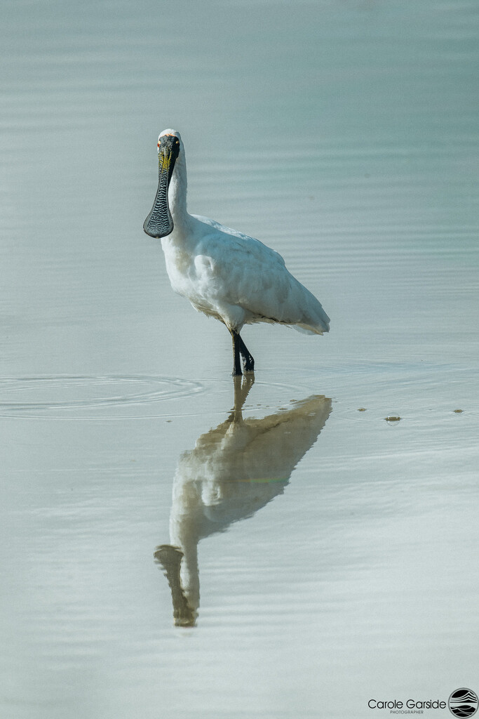 Spoonbill reflections by yorkshirekiwi