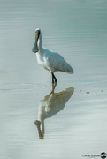 8th May 2024 - Spoonbill reflections