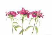 8th May 2024 - Dianthus?