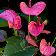 8th May 2024 - Anthuriums
