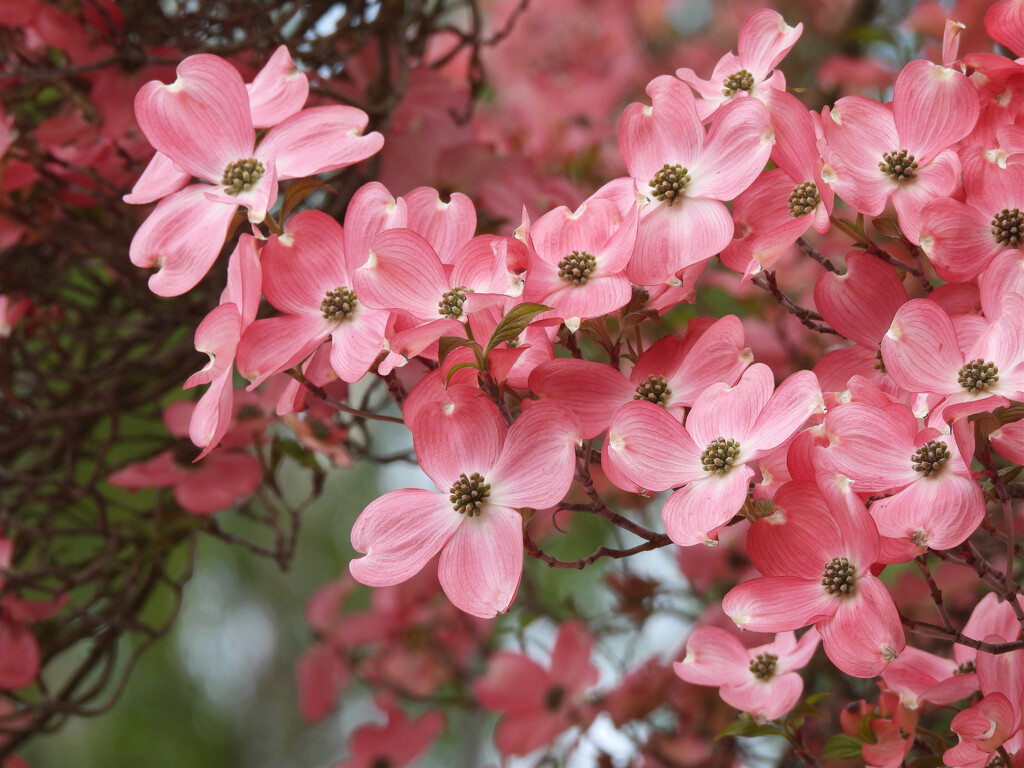 Tree Blossoms  by seattlite