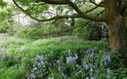 8th May 2024 - Wildflowers growing beneath the old Sycamore tree.