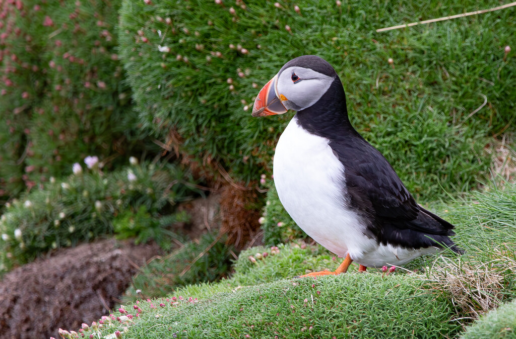 Sumburgh Puffin by lifeat60degrees