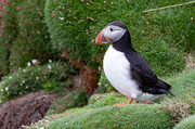 8th May 2024 - Sumburgh Puffin