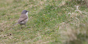 8th May 2024 - Lesser Whitethroat