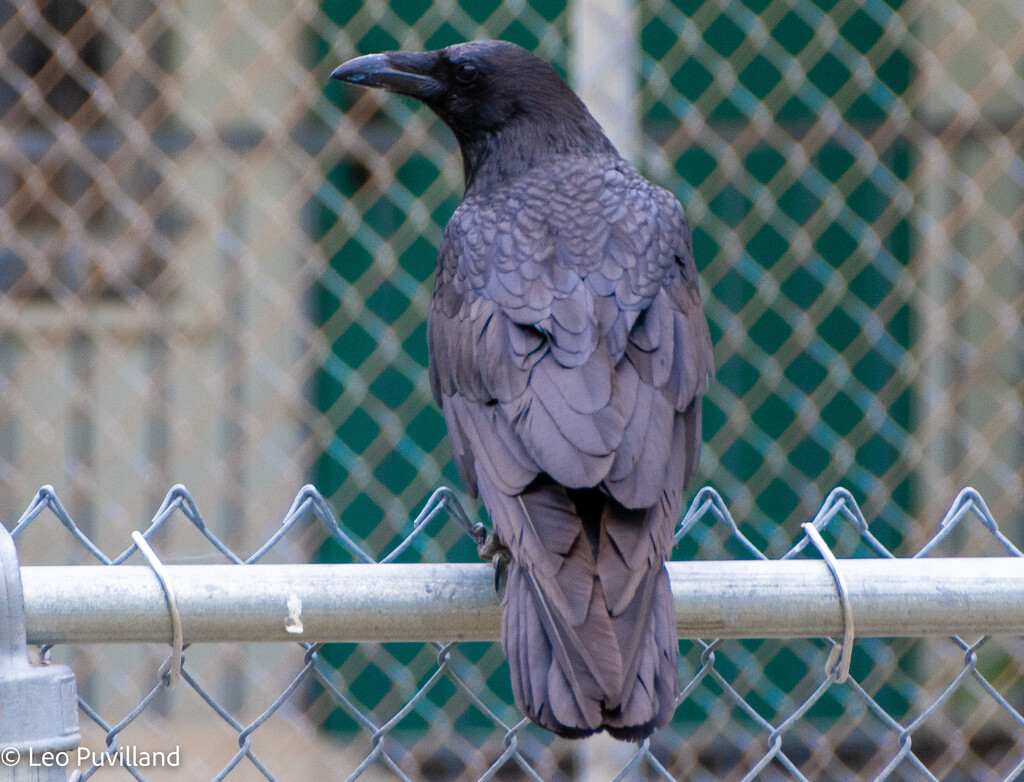 Crow on Fence by leopuv