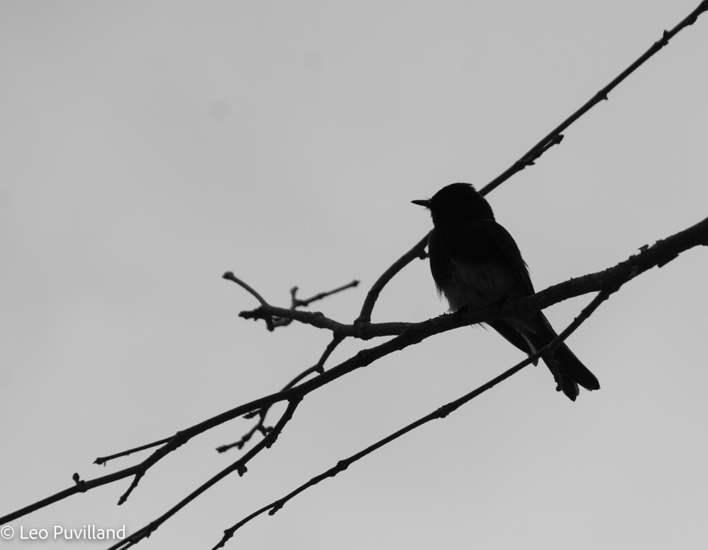 Bird Silhouette  by leopuv