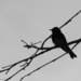 Bird Silhouette 