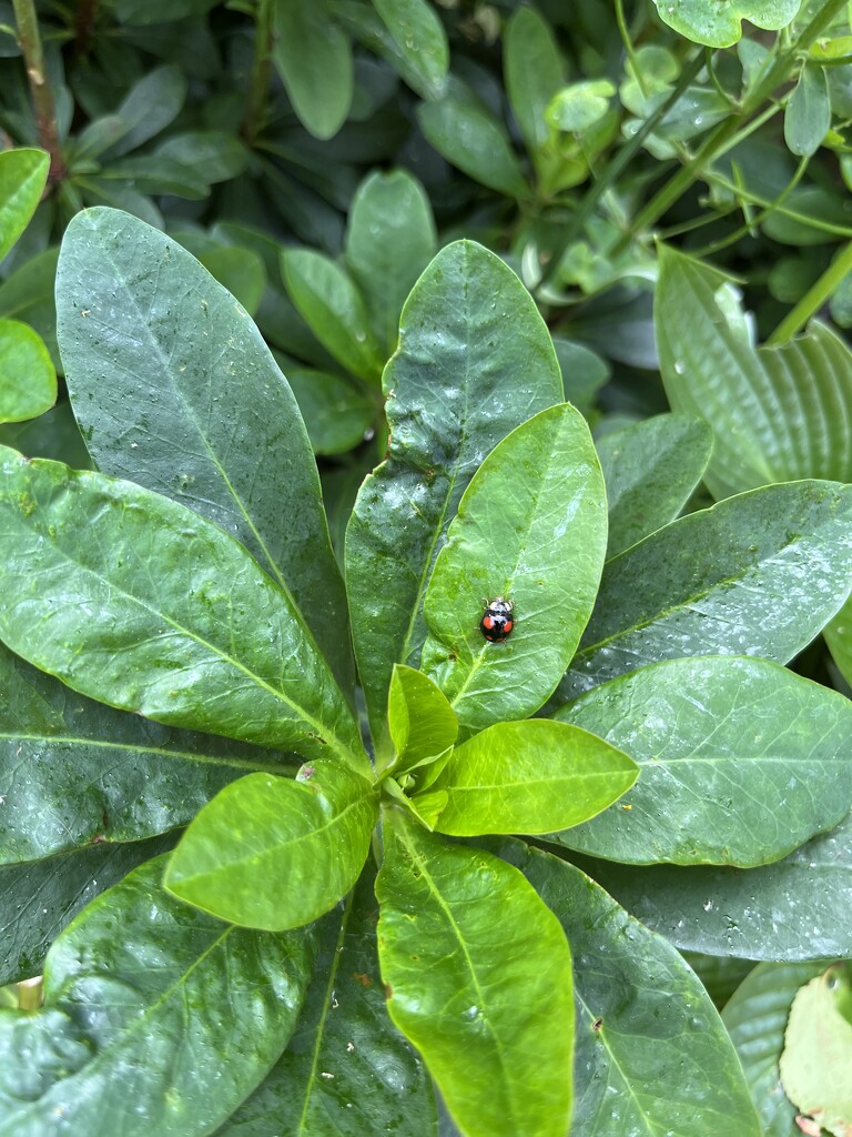 Ladybird on Euphorbia by helenawall