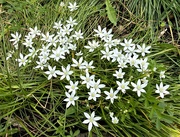 8th May 2024 - Star of Bethlehem Flowers