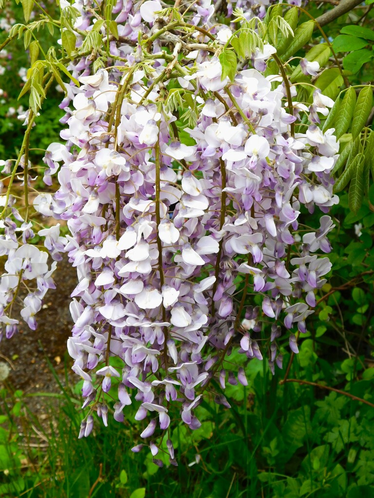 Wisteria by 365anne