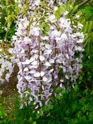 8th May 2024 - Wisteria