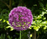 8th May 2024 - Allium