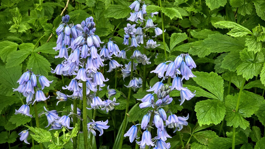 128/366 - Bluebells  by isaacsnek