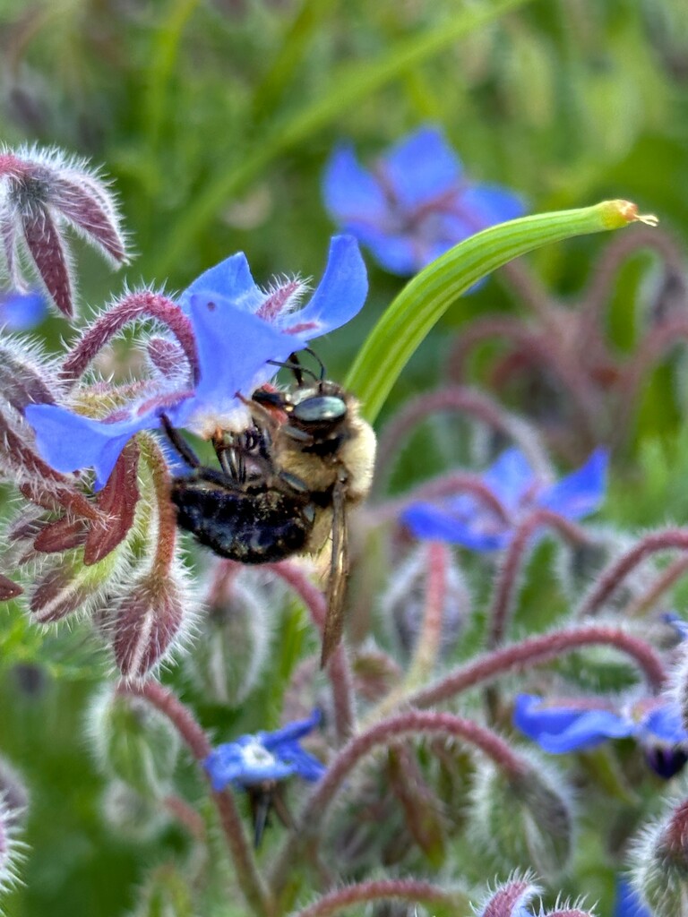 Bee in the Borage by thedarkroom