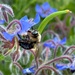 Bee in the Borage
