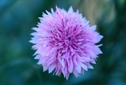 8th May 2024 - cornflower