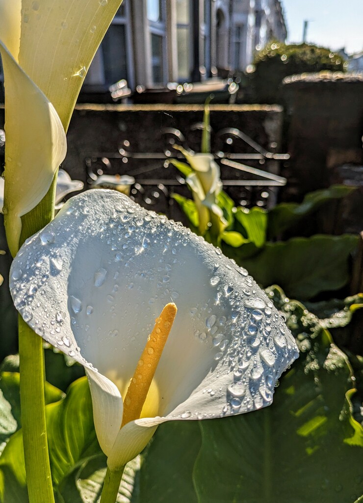 Arum lily  by boxplayer